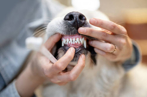 Pet Dental Care And Oral Health