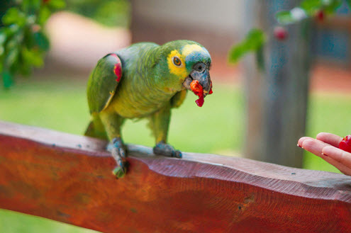 Exotic Pet Care