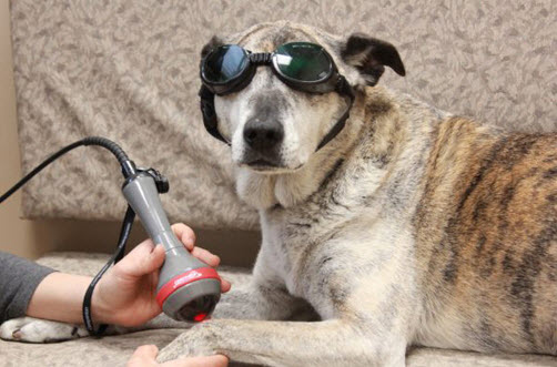 Pet Physical Therapy And Laser Treatment