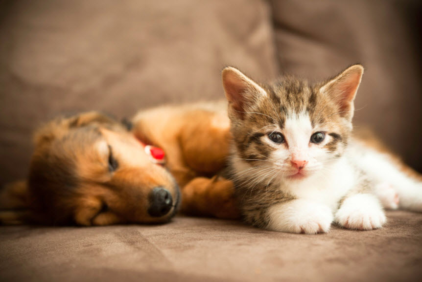 Pet Puppy And Kitten Care