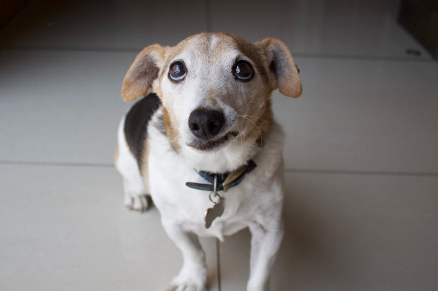 Senior Pet Care
