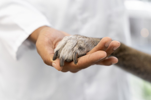 Pet Hospice Care