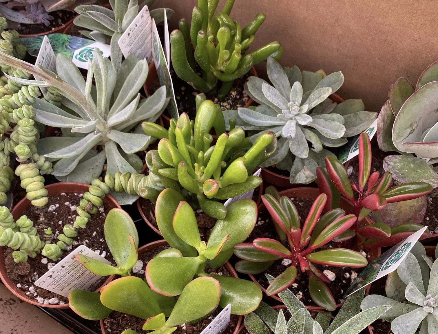 Young Plants