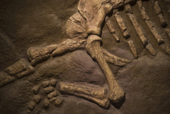 Fossils