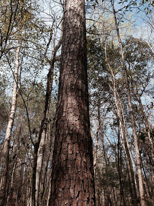 Forest Management