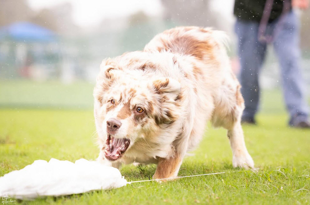 Puppy Training Support