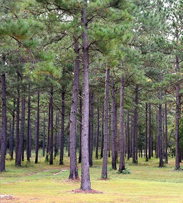 Timber Loans
