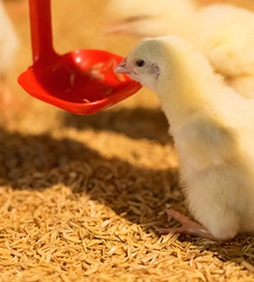 Poultry Farm and Equipment Loans