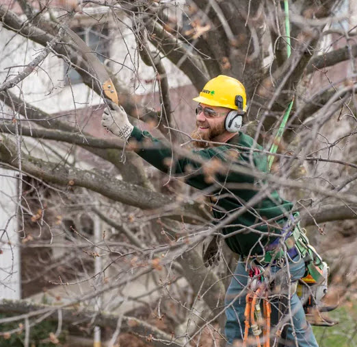 Tree Trimming & Pruning Services