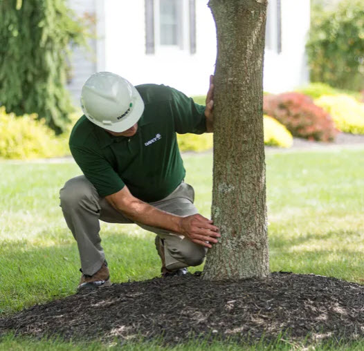 Tree Health Inspection Services & Treatment