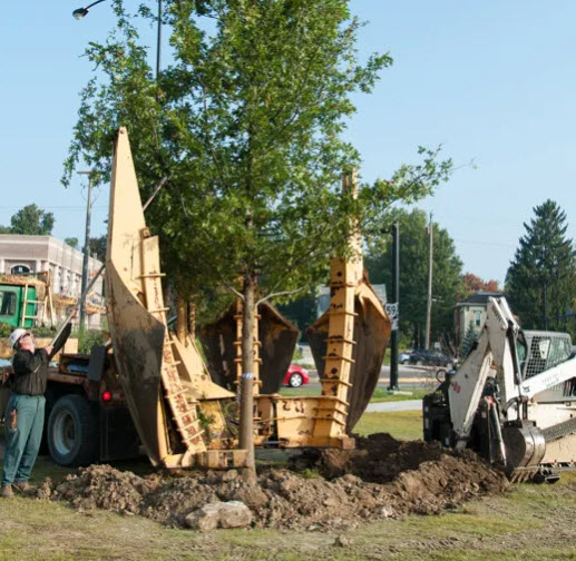 Residential Tree Planting & Transplanting Services