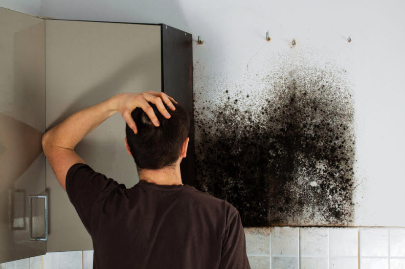 Mold Remediation, Containment & Removal