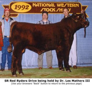 Shorthorn Cattle