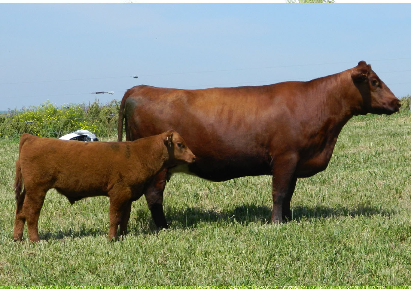 Shorthorn Cow Familes