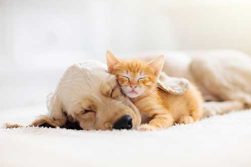 Puppy & Kitten Care