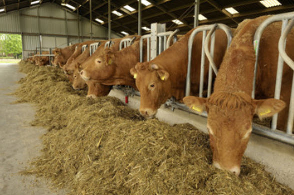 Livestocks