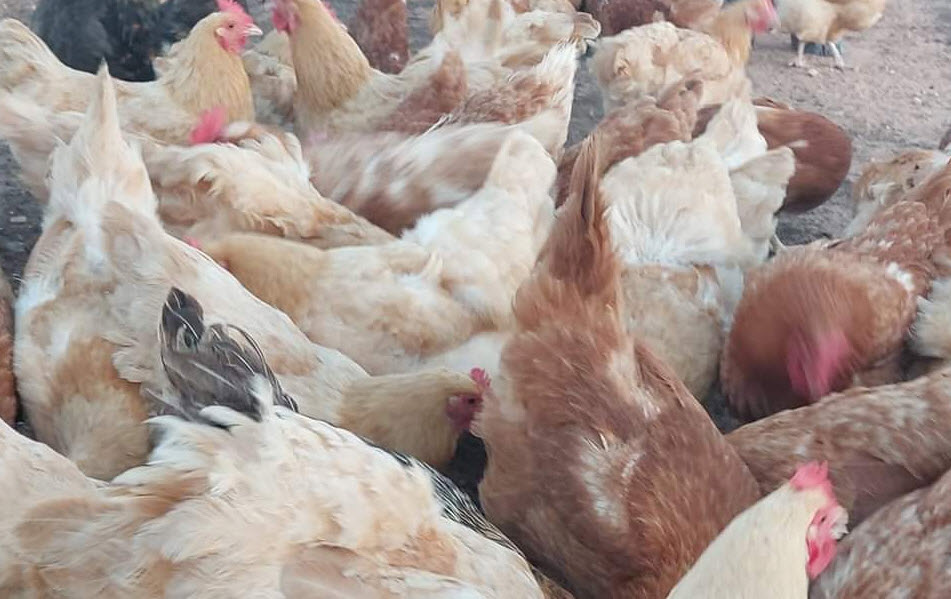 Laying Hens
