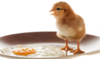 Chicks