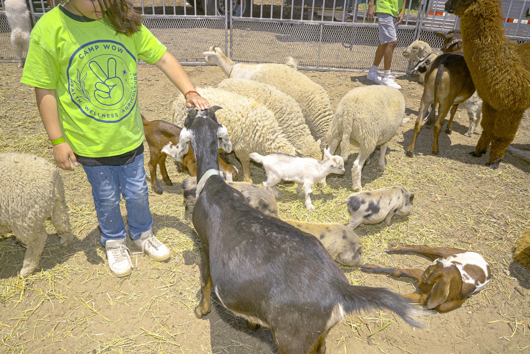 Animal Therapy