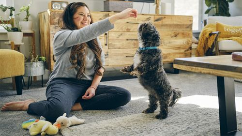 Pet Insurance