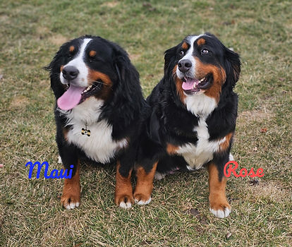 AKC Bernese Mountain Dogs