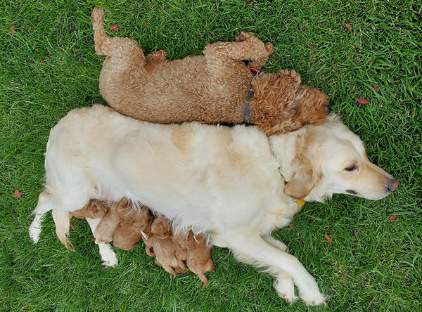 Goldendoodle puppies 