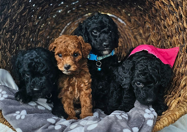 AKC Mini Poodles