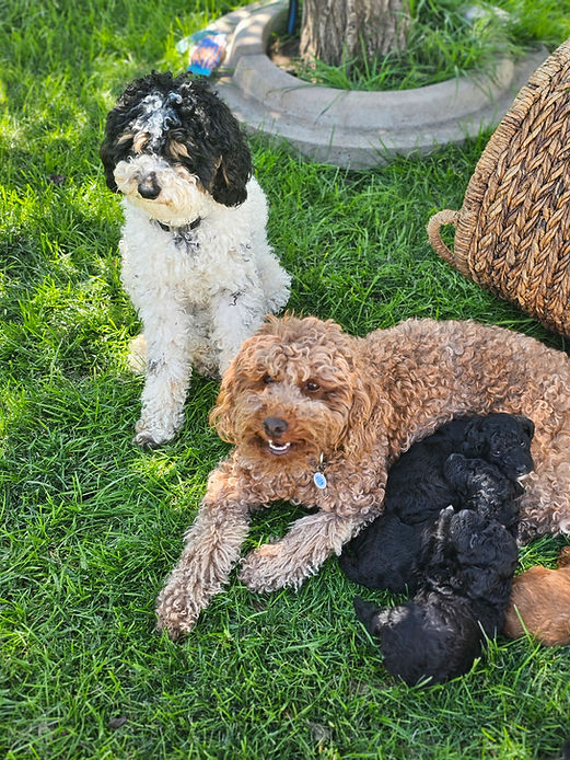 Nala + Obi Mini Poodles