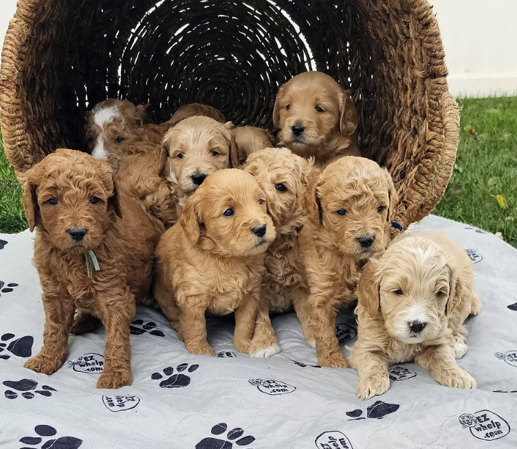 Available Puppies