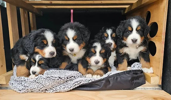 Upcoming Litters