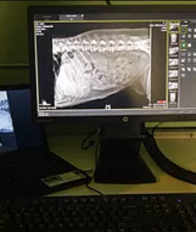 Digital Radiographs