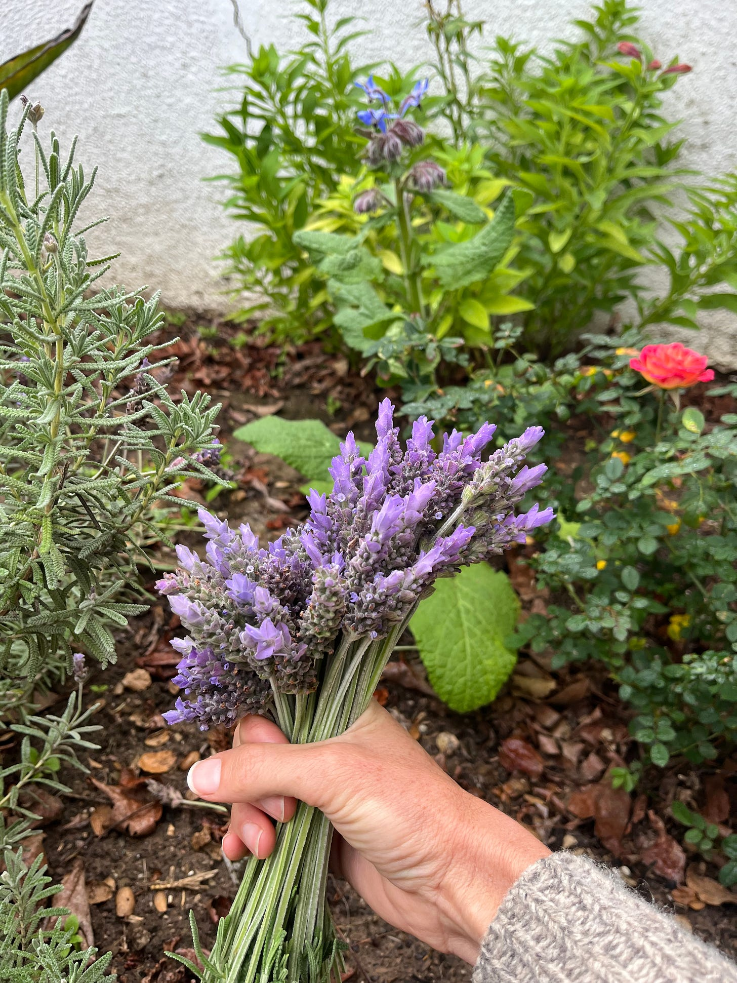 Picking Lavender in the Rain