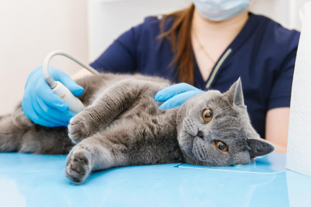 Cat and Dog Ultrasound