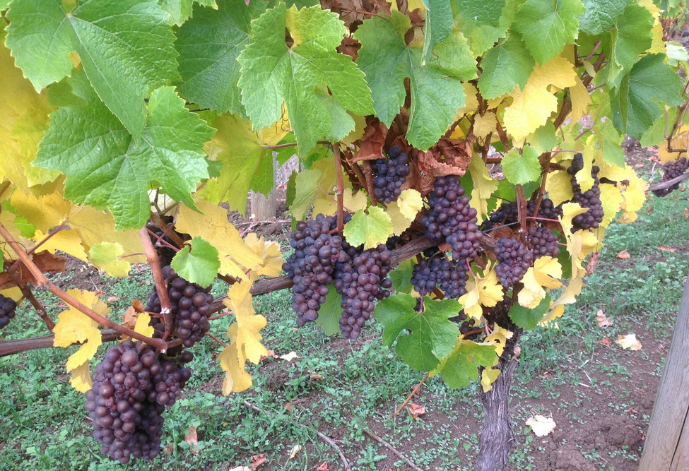 Pinot Noir and Pinot Gris Vines