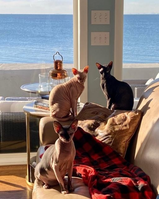 Cat Care