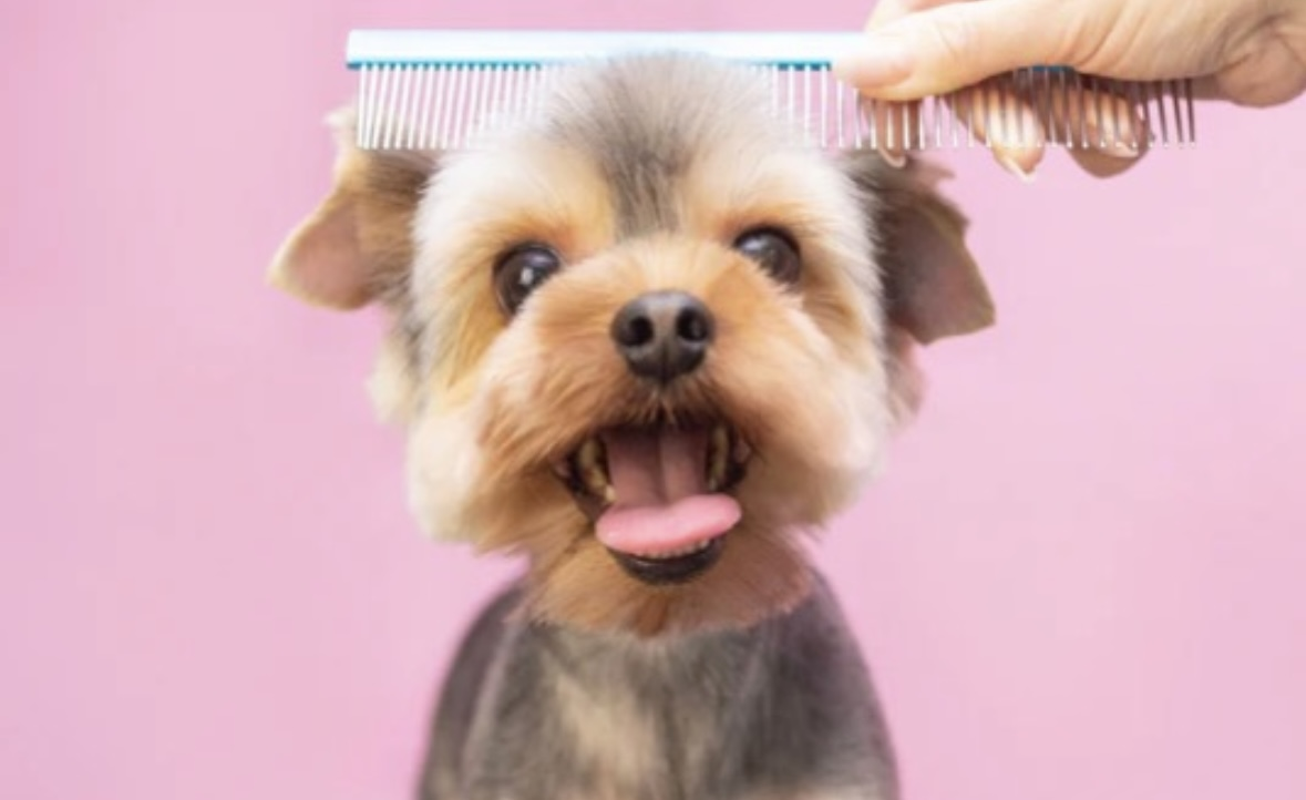 Brushes & Combs
