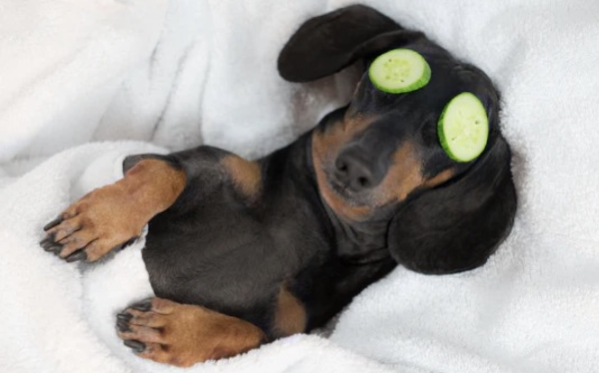 Groomer Health & Wellness
