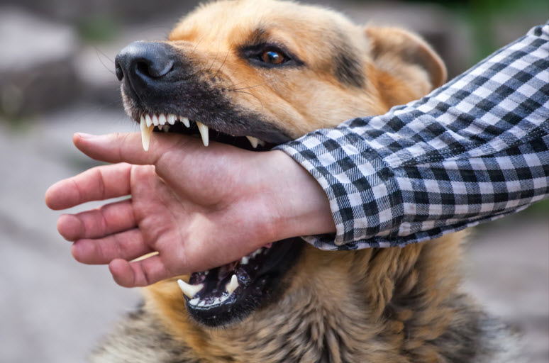 Dog Bite and Animal Attack Cases
