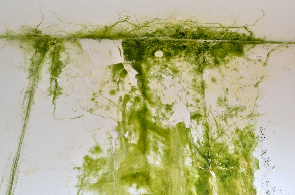 Mold Removal