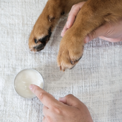 Paw Spa        