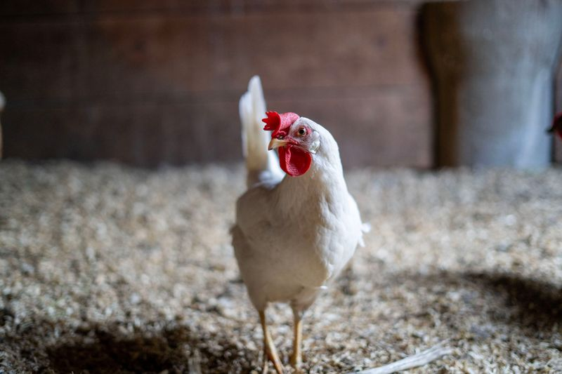 Handsfull Farm Tours