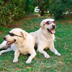 Pet-Friendly Living