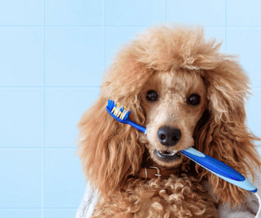 Dental Care