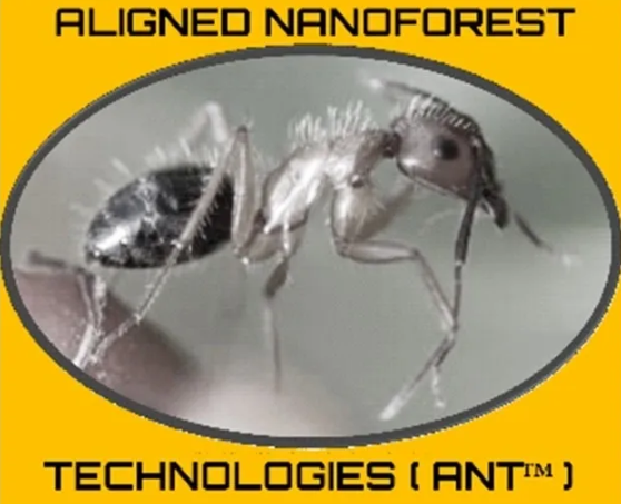 ANT