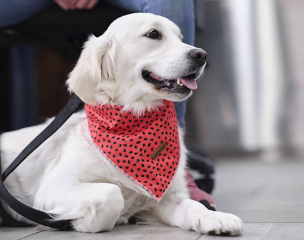 Customer-Focused Veterinary Care