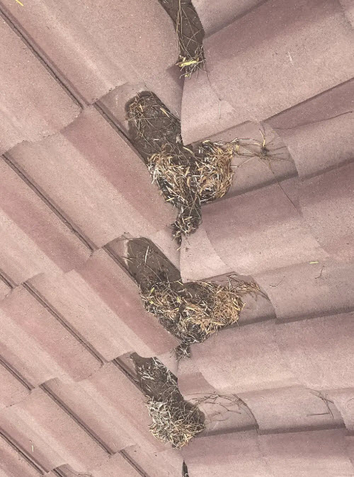 Roof Debris removal