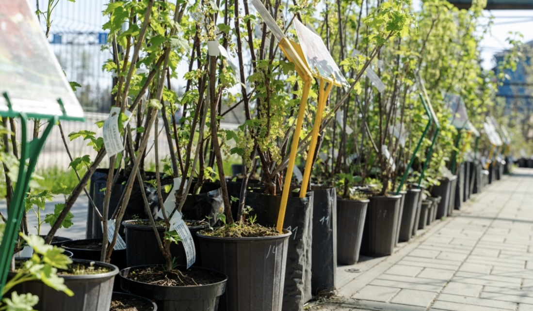 Tree Sales and Planting