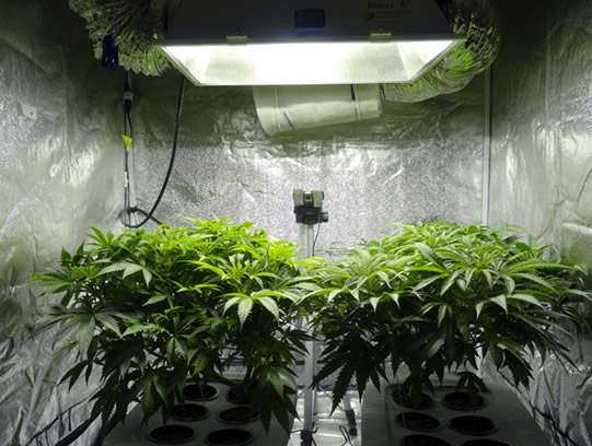 Cannabis Grow House Inspection