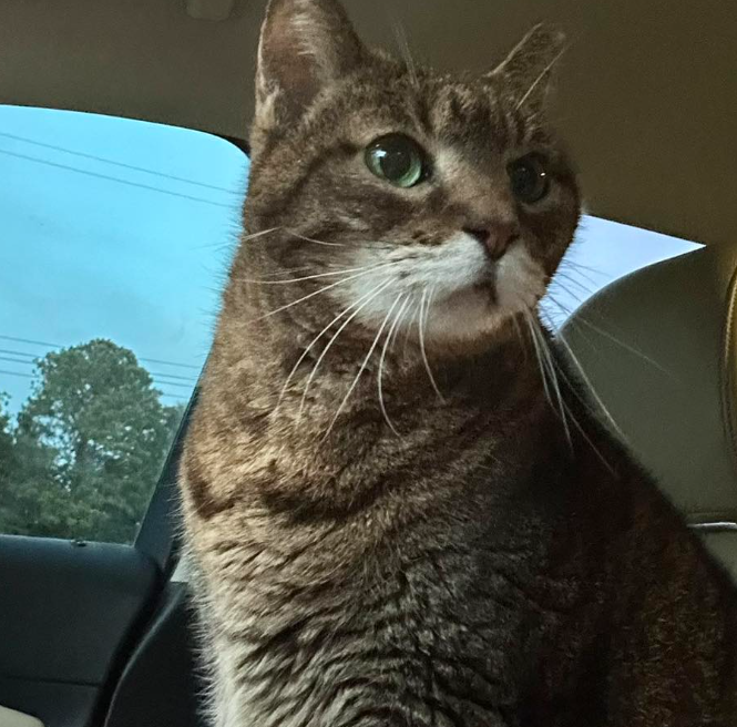 Spay and Neuter Assistance
