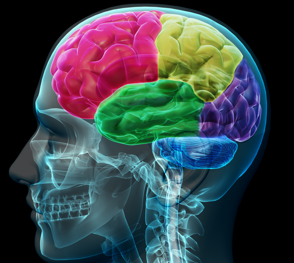Neuropsychological Testing